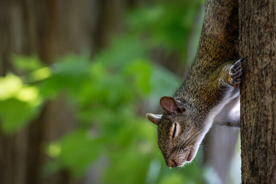 Sleeping or Blinking Eastern Gray Squirrel (Sciurus carolinensis) on Tree Trunk, Burlington