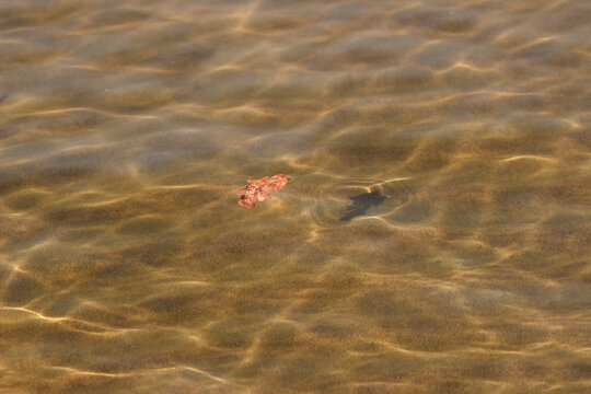 Underwater caustics on a sand river bottom. Volga, Samara, Russia.