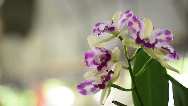 White cattleya orchids are blooming in the garden.