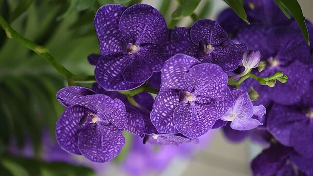 Vanda orchids are planted and bloomed in the garden.