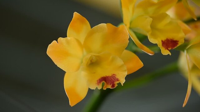 Yellow cattleya orchids are blooming in the garden.