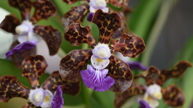 Vanda orchids are planted and bloomed in the garden.