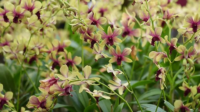 Vanda orchids are planted and bloomed in the garden.