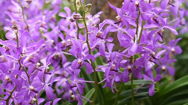 Vanda orchids are planted and bloomed in the garden.
