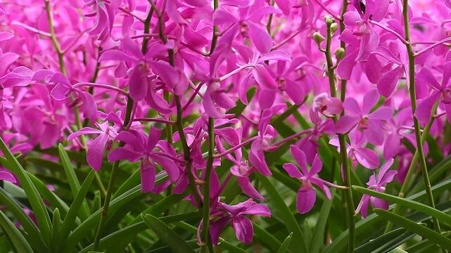 Vanda orchids are planted and bloomed in the garden.