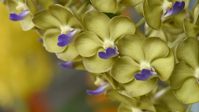 Vanda orchids are planted and bloomed in the garden.