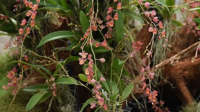 Vanda orchids are planted and bloomed in the garden.