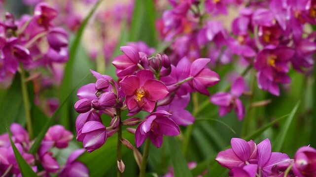 Pink ground orchid or Spathoglottis blooming in the garden.