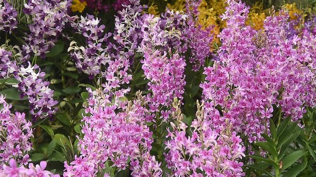 Fresh pink orchid are blooming in the garden.