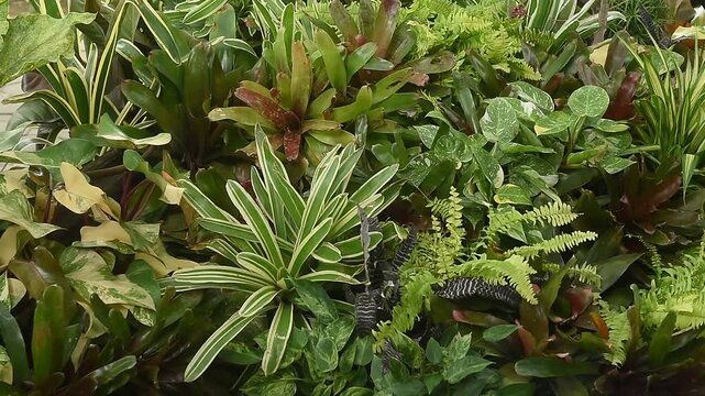 Garden decoration with foliage plants on natural background.