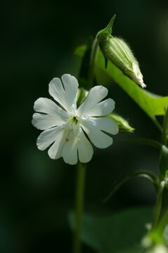 The white campion (lat. Silene latifolia), of the carnation family (Caryophyllaceae). Samara, Russia, the Middle Volga.