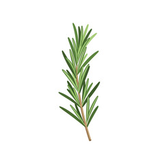 Obraz premium Fresh Green Rosemary Sprig Herb Vector Illustration Isolated on White