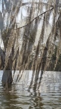 A majestic weeping tree draped in hanging moss over calm river water