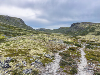 Fototapeta premium Trail through lichen heath towards a lake in Rondane, Norway