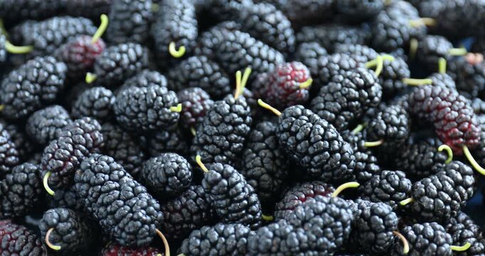 Bowl with many fresh mulberries turning, closeup