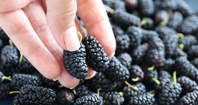 Woman taking and showing fresh mulberries, closeup