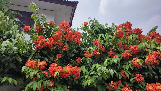 Beautiful view of Bauhinia kockiana plant