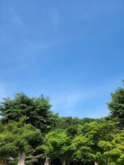 Fototapeta premium forest and sky