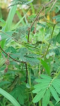 Putri malu sensitive plant growing naturally in a grassy field