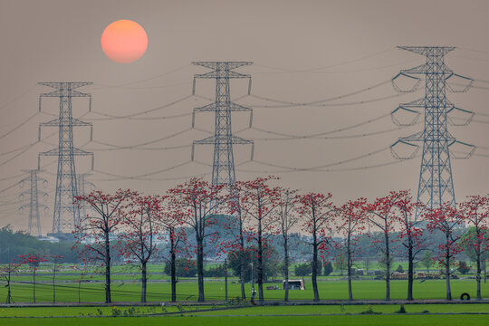 Sunset above kapok trees rice fields and power lines in Tainan