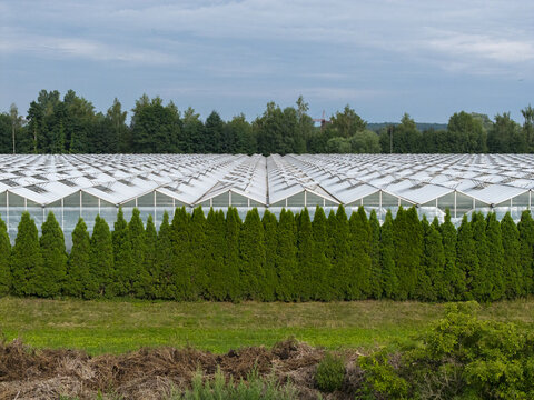 Aerial view of a large greenhouse complex with glass roofs, bordered by a dense green hedge and surrounded by trees under a clear blue sky in Krakow, Lesser Poland Voivode, Poland.