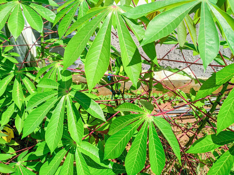 Fresh Green Cassava Leaves with Red Stems Growing in Sunlight