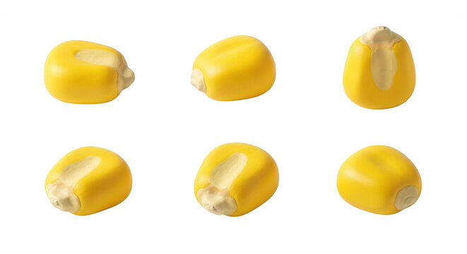 close-up of six raw corn kernels isolated on a white backdrop textures for food and agricultural concepts