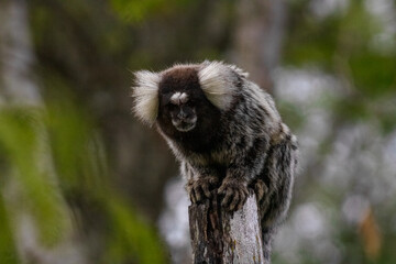 Fototapeta premium Sagui