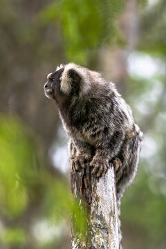 Sagui