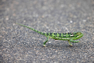 The flap-necked chameleon (Chamaeleo dilepis dilepis) is a species of arboreal chameleon, a lizard in the family Chamaeleonidae.This photo was taken in Kruger National Park, South Africa. © feathercollector