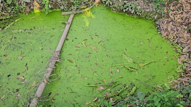 Panning from a durian orchard to a duckweed-covered pond in the rural Mekong Delta, Vietnam.