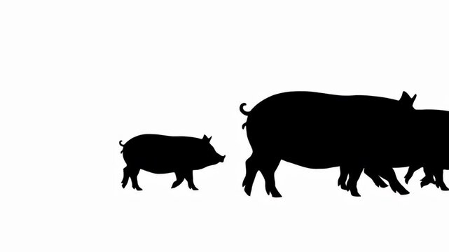 Silhouetted pigs walking together, family group, farm animals, animal migration, side view, farm life, livestock, agriculture, countryside