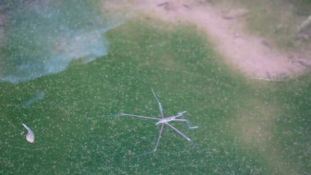 Water Strider Insect Skating on Algae Covered Pond Surface Near a Small Tadpole in Calm Nature