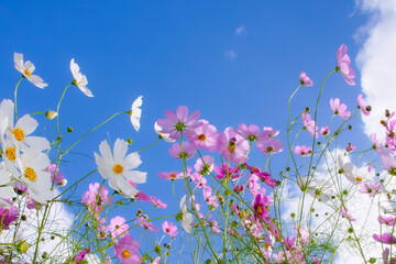 青空に咲き誇るピンクと白のコスモス Pink and white cosmos flowers blooming against blue sky © MW Plus