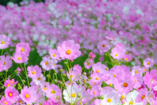 一面満開に咲き誇るピンクのコスモス畑 Field of pink cosmos flowers blooming in full bloom