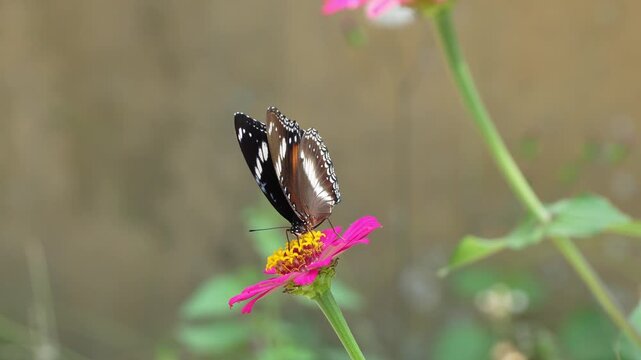 Beautiful Great Eggfly butterfly (Hypolimnas bolina) feeding on a pink zinnia flower in the garden