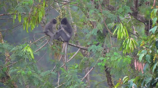 Wild Dusky Leaf Monkeys Grooming Each Other on a Tree Branch in the Misty Tropical Rainforest