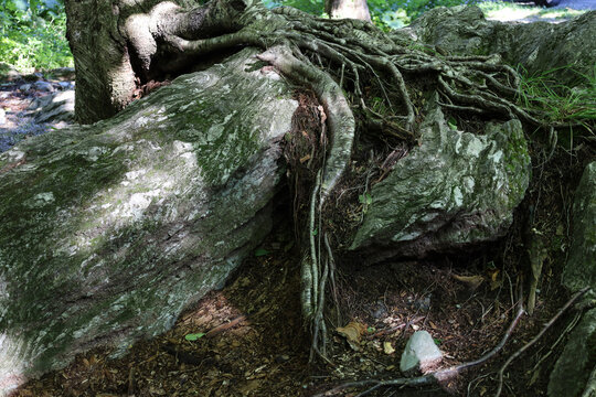Tree on the rocks in the mountains