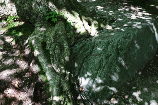 Tree on the rocks in the mountains