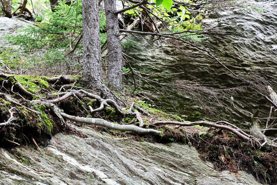 Tree on the rocks in the mountains