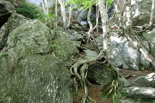 Tree on the rocks in the mountains