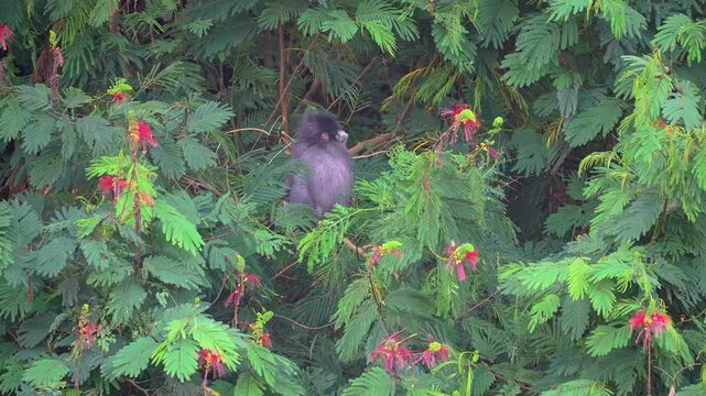 Silvered Leaf Monkey Perching on a Blooming Tree Branch in the Dense Tropical Jungle Foliage
