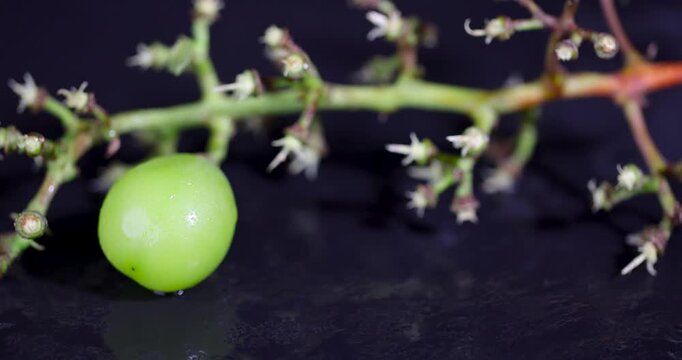 A fresh berry of green grapes on a glossy dark surface, an organic sphere of green grapes on a branch under dim restaurant lighting