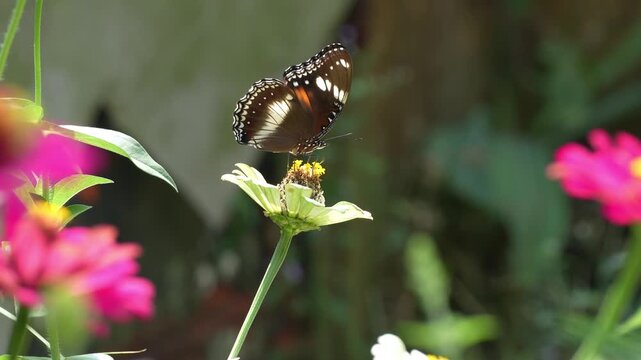Close up of a Great Eggfly butterfly feeding on a blooming zinnia flower in a summer garden park