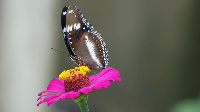 Beautiful Great Eggfly butterfly perched on a vibrant pink zinnia flower in a lush summer garden