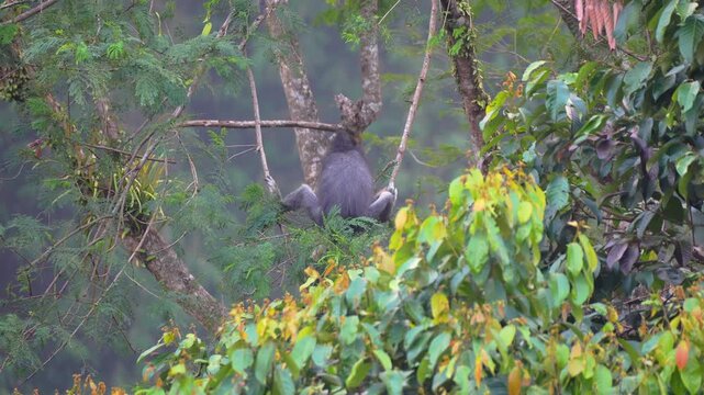 Silvered Leaf Monkey Sitting on Tree Branch in the Tropical Rainforest Canopy with Misty Background