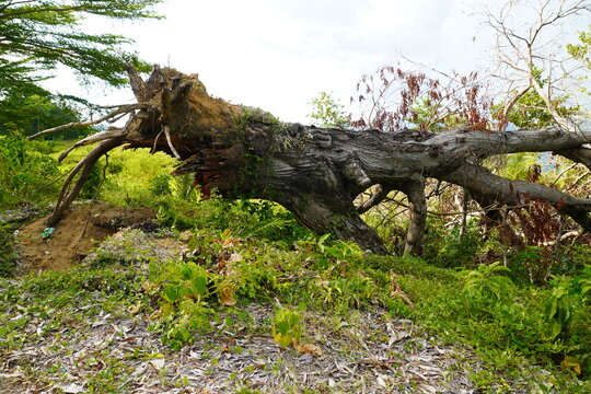 Close View of a Fallen Tree and Exposed Roots on Eroded Ground