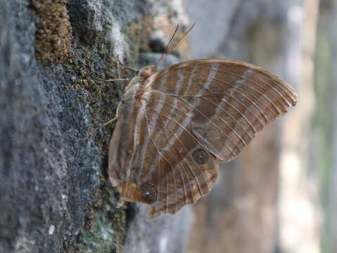 A brown palmking butterfly (Amathusia phidippus) resting on an old moss-covered garden wall in a rural village in Java, Indonesia.