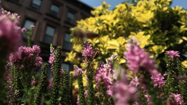 bumblebees explore colorful flowers in front of Brooklyn brownstones
