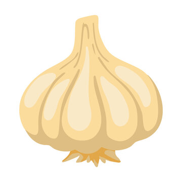 Garlic Bulb Cooking Ingredient Illustration